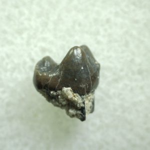 Genuine Eocene Age Hyracotherium Tooth Fossil for Sale from New Mexico #4