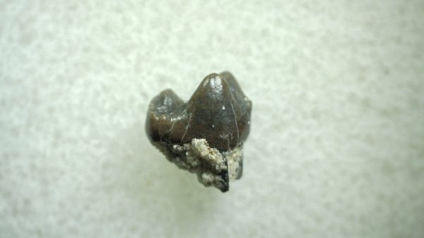 Genuine Eocene Age Hyracotherium Tooth Fossil for Sale from New Mexico #4