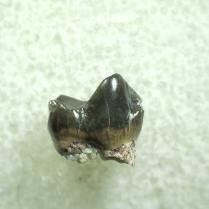 Genuine Eocene Age Hyracotherium Tooth Fossil for Sale from New Mexico #40