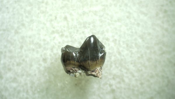 Genuine Eocene Age Hyracotherium Tooth Fossil for Sale from New Mexico #40