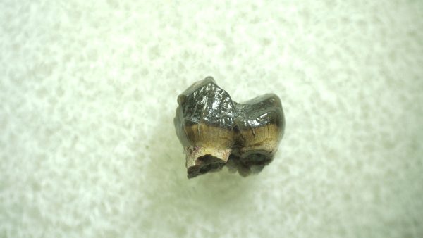 Genuine Eocene Age Hyracotherium Tooth Fossil for Sale from New Mexico #40a