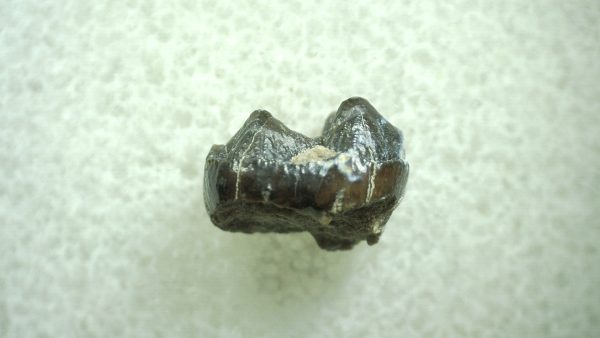 Genuine Eocene Age Hyracotherium Tooth Fossil for Sale from New Mexico #41a