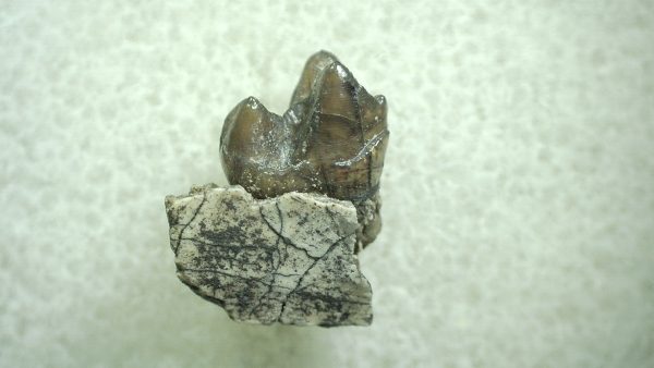 Genuine Eocene Age Hyracotherium Tooth Fossil for Sale from New Mexico #42