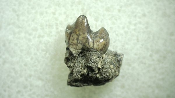 Genuine Eocene Age Hyracotherium Tooth Fossil for Sale from New Mexico #42a