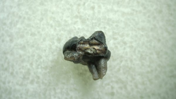 Genuine Eocene Age Hyracotherium Tooth Fossil for Sale from New Mexico #44a