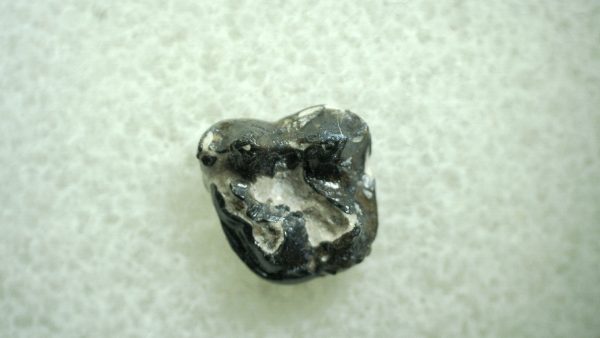 Genuine Eocene Age Hyracotherium Tooth Fossil for Sale from New Mexico #45