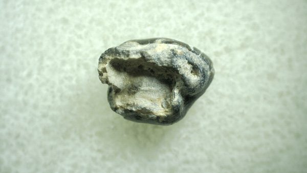 Genuine Eocene Age Hyracotherium Tooth Fossil for Sale from New Mexico #49a