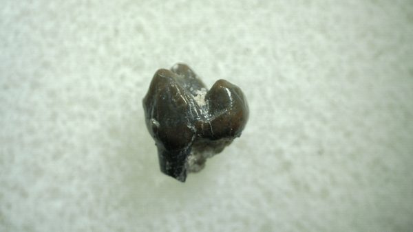 Genuine Eocene Age Hyracotherium Tooth Fossil for Sale from New Mexico #4a