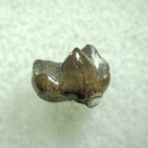 Genuine Eocene Age Hyracotherium Tooth Fossil for Sale from New Mexico #5