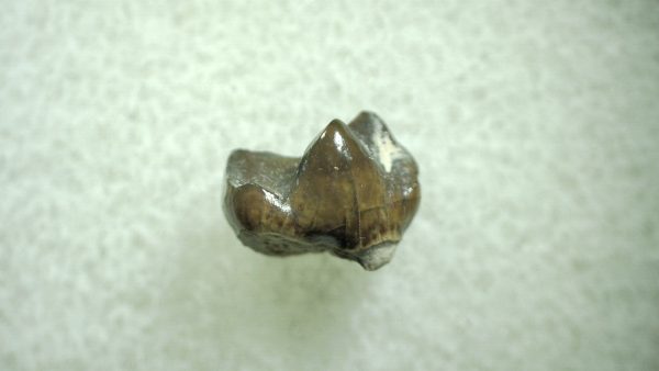 Genuine Eocene Age Hyracotherium Tooth Fossil for Sale from New Mexico #5