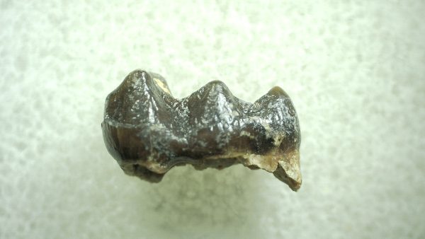 Genuine Eocene Age Hyracotherium Tooth Fossil for Sale from New Mexico #50