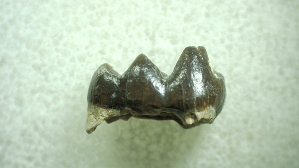 Genuine Eocene Age Hyracotherium Tooth Fossil for Sale from New Mexico #50a