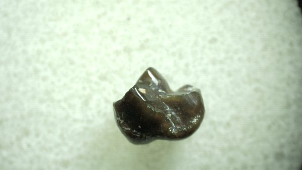 Genuine Eocene Age Hyracotherium Tooth Fossil for Sale from New Mexico #5a