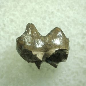 Genuine Eocene Age Hyracotherium Tooth Fossil for Sale from New Mexico #6