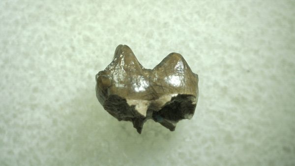 Genuine Eocene Age Hyracotherium Tooth Fossil for Sale from New Mexico #6