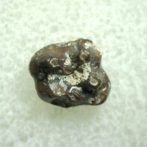 Genuine Eocene Age Hyracotherium Tooth Fossil for Sale from New Mexico #8