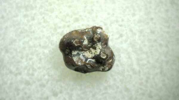 Genuine Eocene Age Hyracotherium Tooth Fossil for Sale from New Mexico #8