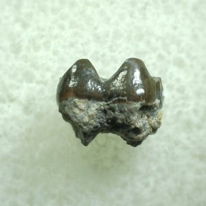 Genuine Eocene Age Hyracotherium Tooth Fossil for Sale from New Mexico #9