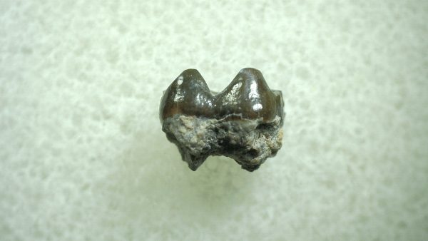 Genuine Eocene Age Hyracotherium Tooth Fossil for Sale from New Mexico #9