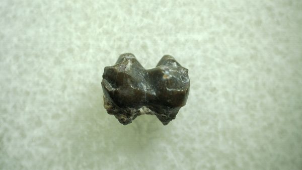 Genuine Eocene Age Hyracotherium Tooth Fossil for Sale from New Mexico #9a