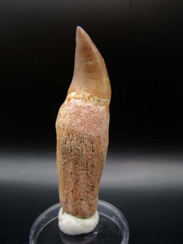 Prognathodon anceps Mosasaurus Tooth #7