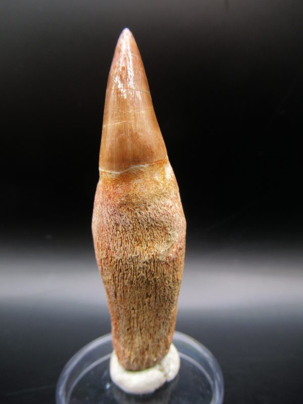 Prognathodon anceps Mosasaurus Tooth #7 - Image 2