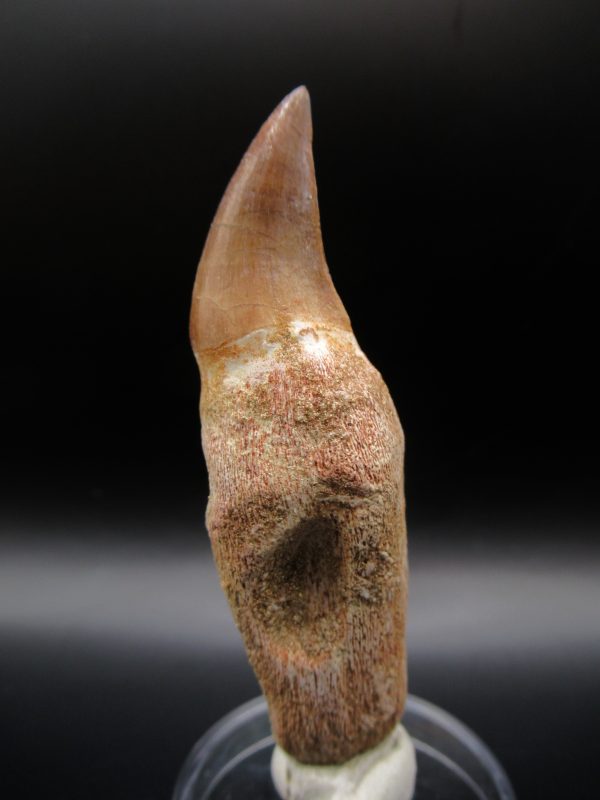 Prognathodon anceps Mosasaurus Tooth #7 - Image 5