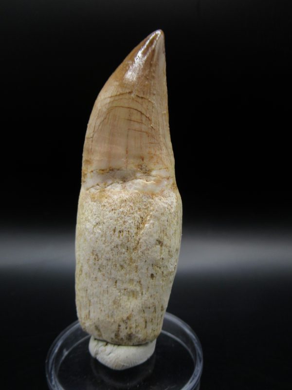 Prognathodon anceps Mosasaurus Tooth #8