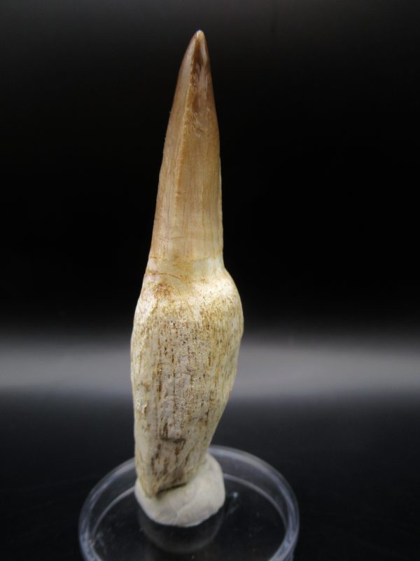 Prognathodon anceps Mosasaurus Tooth #8 - Image 2