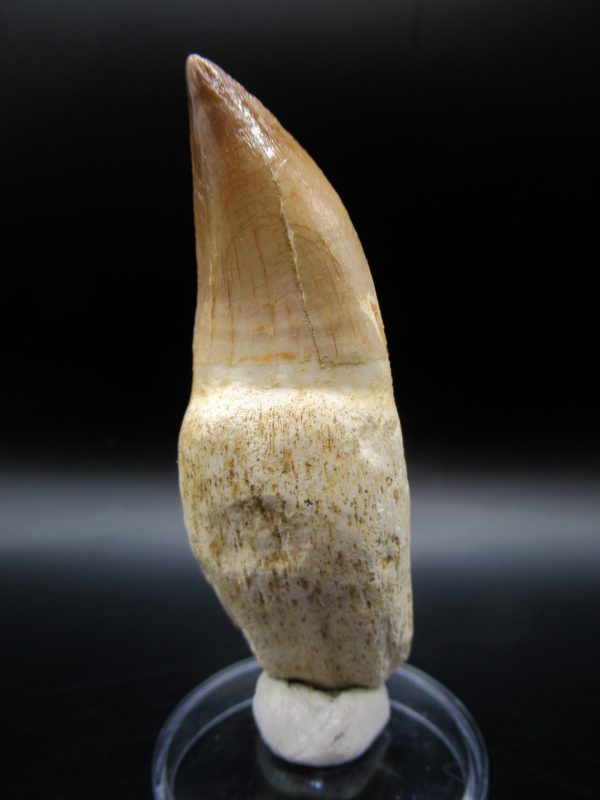 Prognathodon anceps Mosasaurus Tooth #8 - Image 5