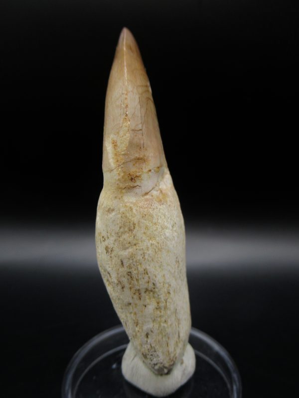 Prognathodon anceps Mosasaurus Tooth #8 - Image 4