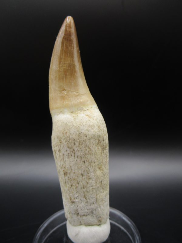 Prognathodon anceps Mosasaurus Tooth #9