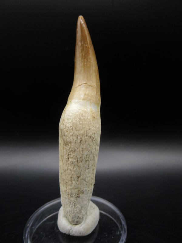 Prognathodon anceps Mosasaurus Tooth #9 - Image 2