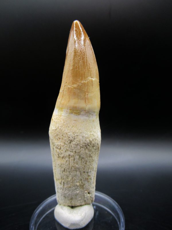 Prognathodon anceps Mosasaurus Tooth #9 - Image 5