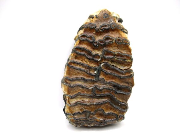 Genuine Pleistocene Age Woolly Mammoth Tooth Slice Fossils for Sale from South Carolina #42a