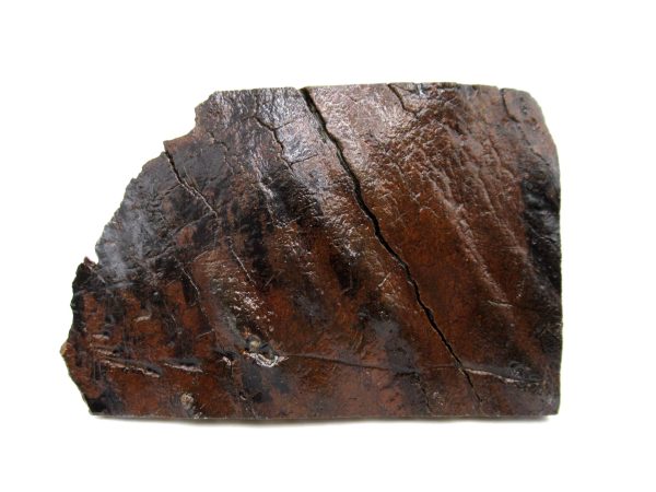 Genuine Pleistocene Age Woolly Mammoth Tooth Slice Fossils for Sale from South Carolina #47a