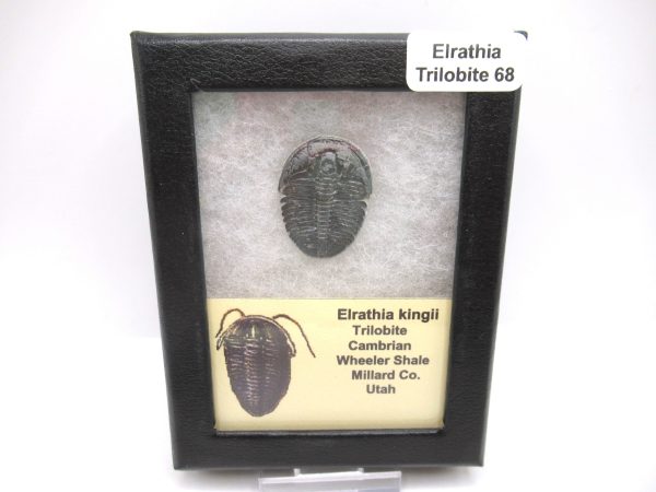 Genuine Cambrian Age Elrathia kingii Trilobite Fossil for Sale from Utah #68