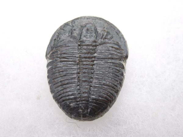 Genuine Cambrian Age Elrathia kingii Trilobite Fossil for Sale from Utah #68a