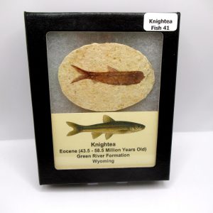 Genuine Eocene Age Knightea Fish Fossil for Sale from Wyoming #41