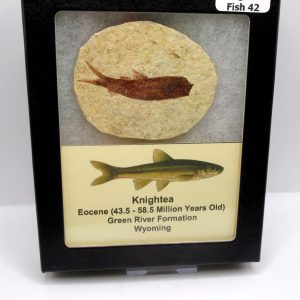 Genuine Eocene Age Knightea Fish Fossil for Sale from Wyoming #42