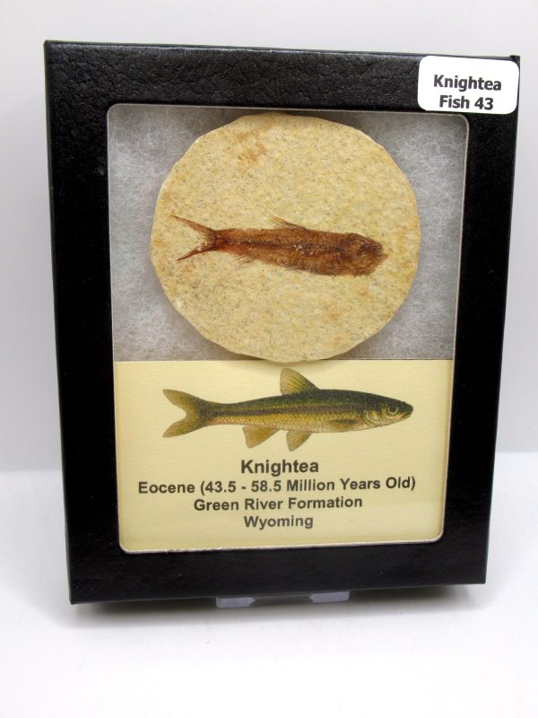 Genuine Eocene Age Knightea Fish Fossil for Sale from Wyoming #43