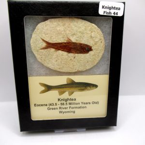 Genuine Eocene Age Knightea Fish Fossil for Sale from Wyoming #44