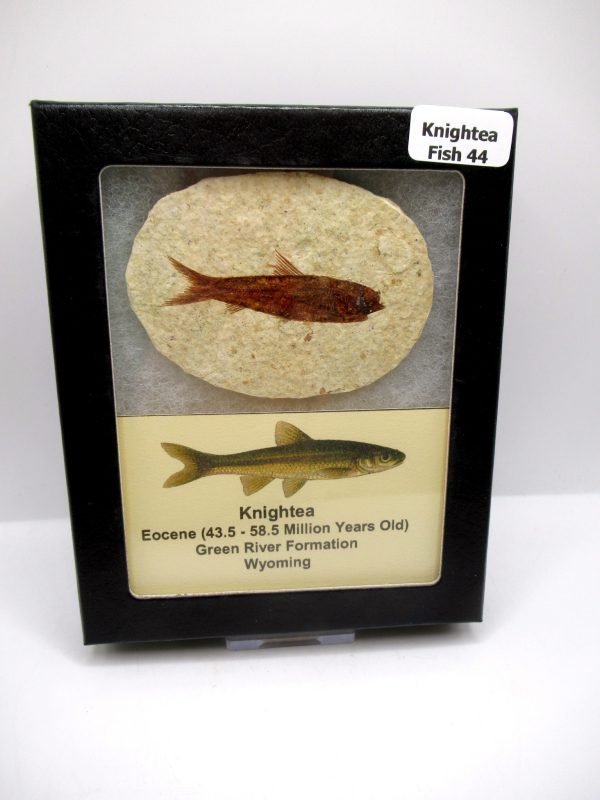 Genuine Eocene Age Knightea Fish Fossil for Sale from Wyoming #44