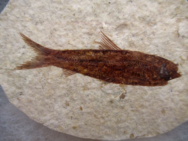 Genuine Eocene Age Knightea Fish Fossil for Sale from Wyoming #44a