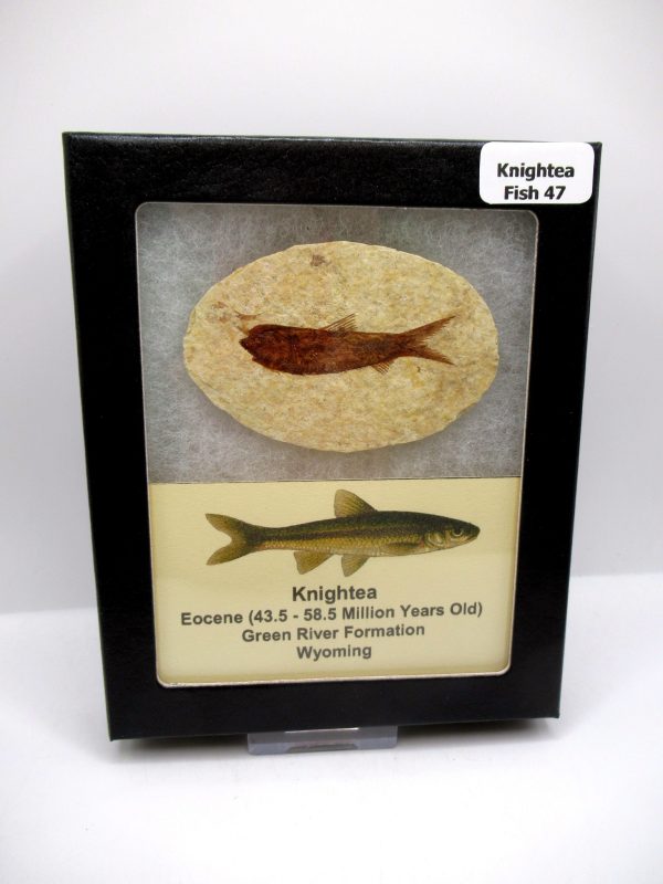 Genuine Eocene Age Knightea Fish Fossil for Sale from Wyoming #47