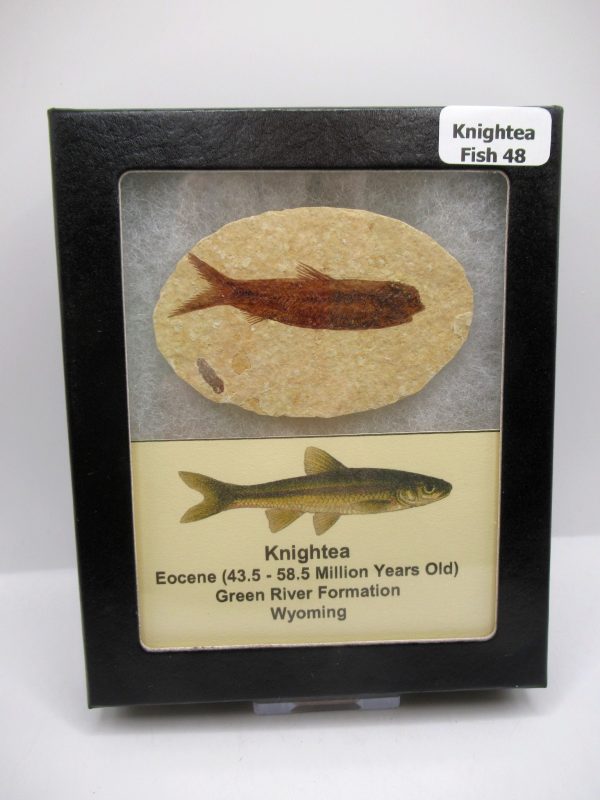 Genuine Eocene Age Knightea Fish Fossil for Sale from Wyoming #48