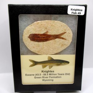 Genuine Eocene Age Knightea Fish Fossil for Sale from Wyoming #49