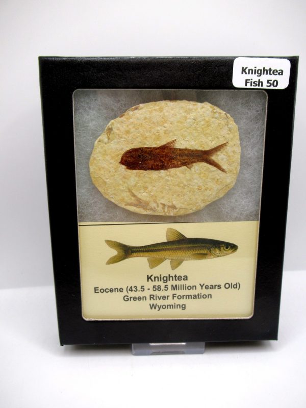 Genuine Eocene Age Knightea Fish Fossil for Sale from Wyoming #50