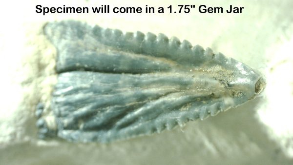 Genuine Miocene Age Bone Valley Stingray Dermal Scute Fossil for Sale from Florida #13