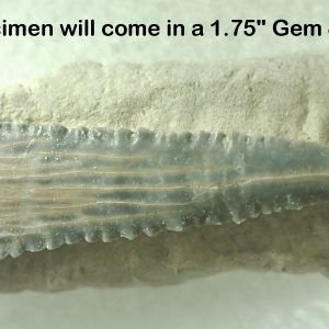 Genuine Miocene Age Bone Valley Stingray Dermal Scute Fossil for Sale from Florida #14